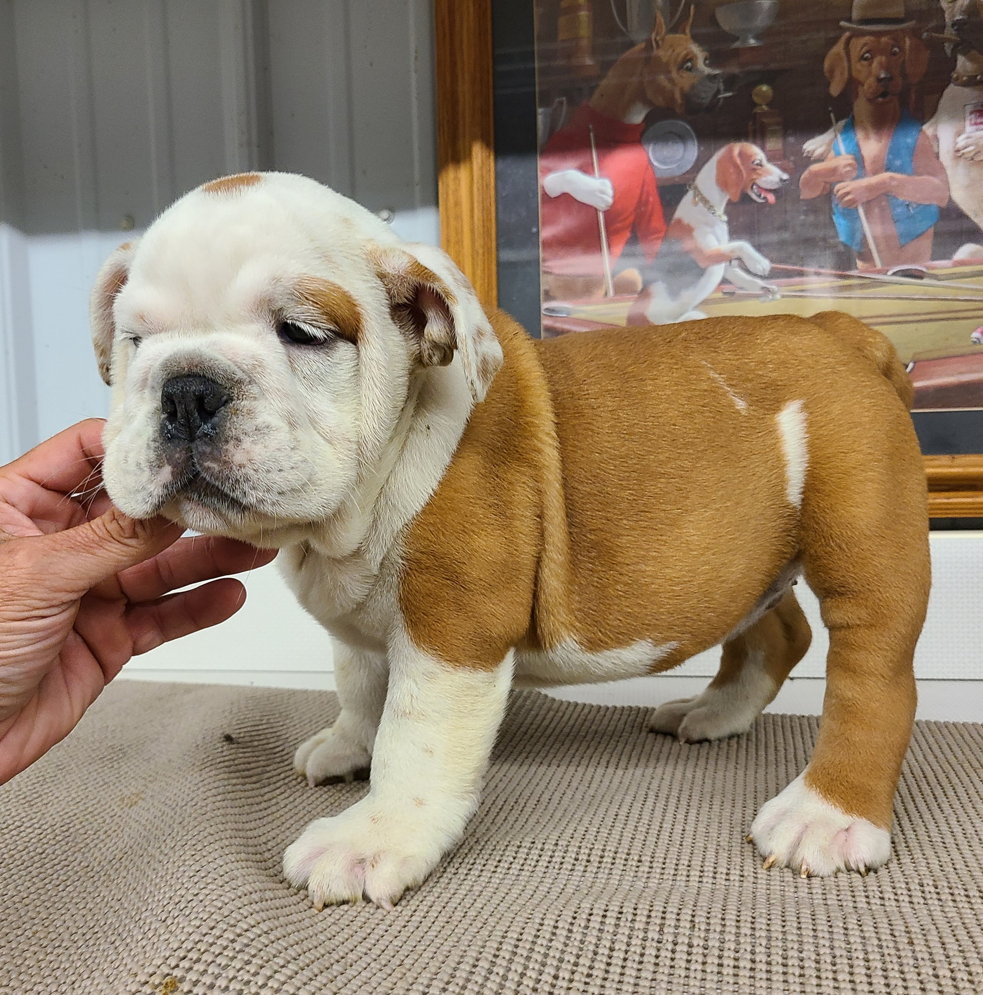 english bulldog puppies for sale near me