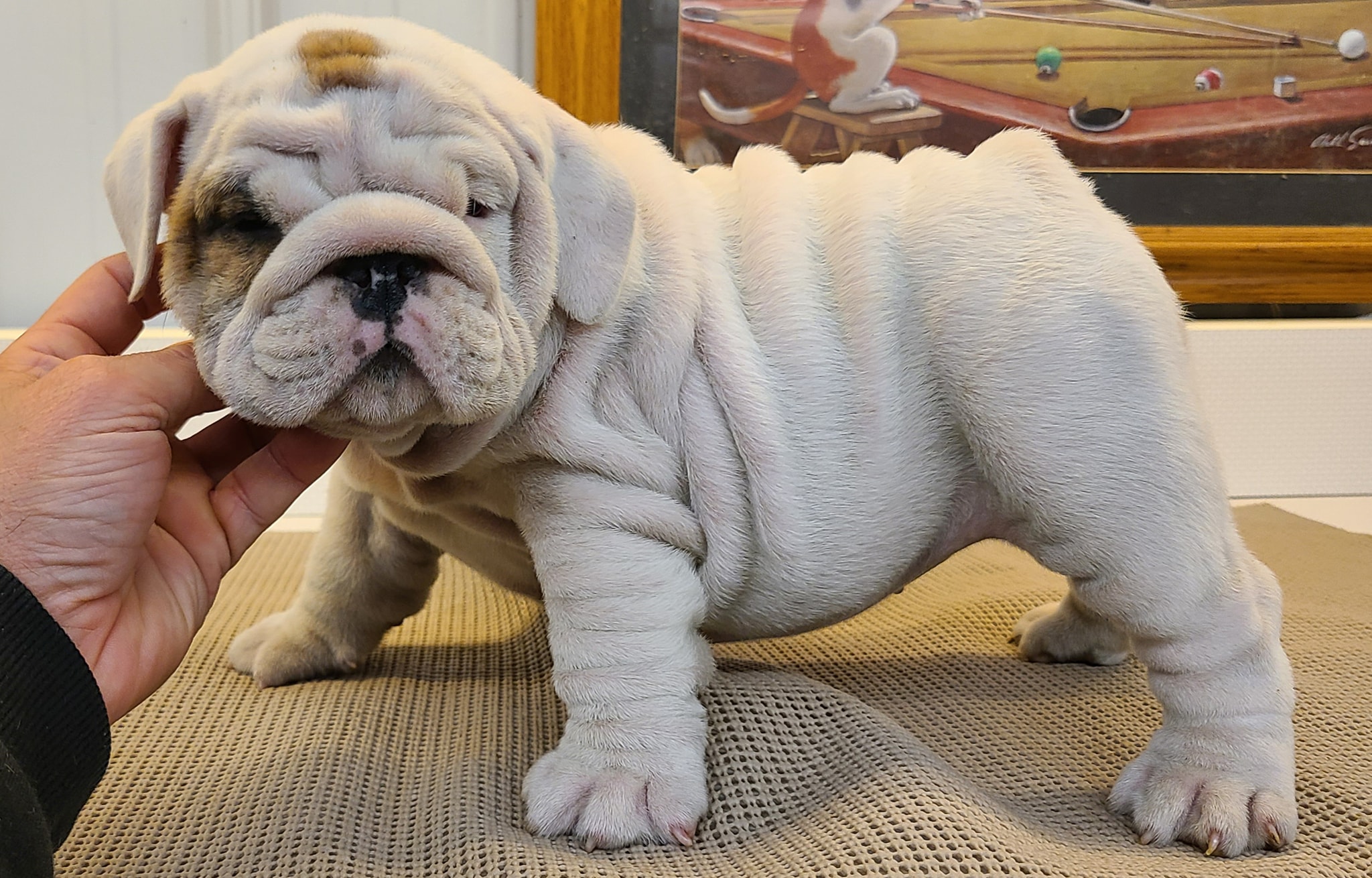 english bulldog puppy