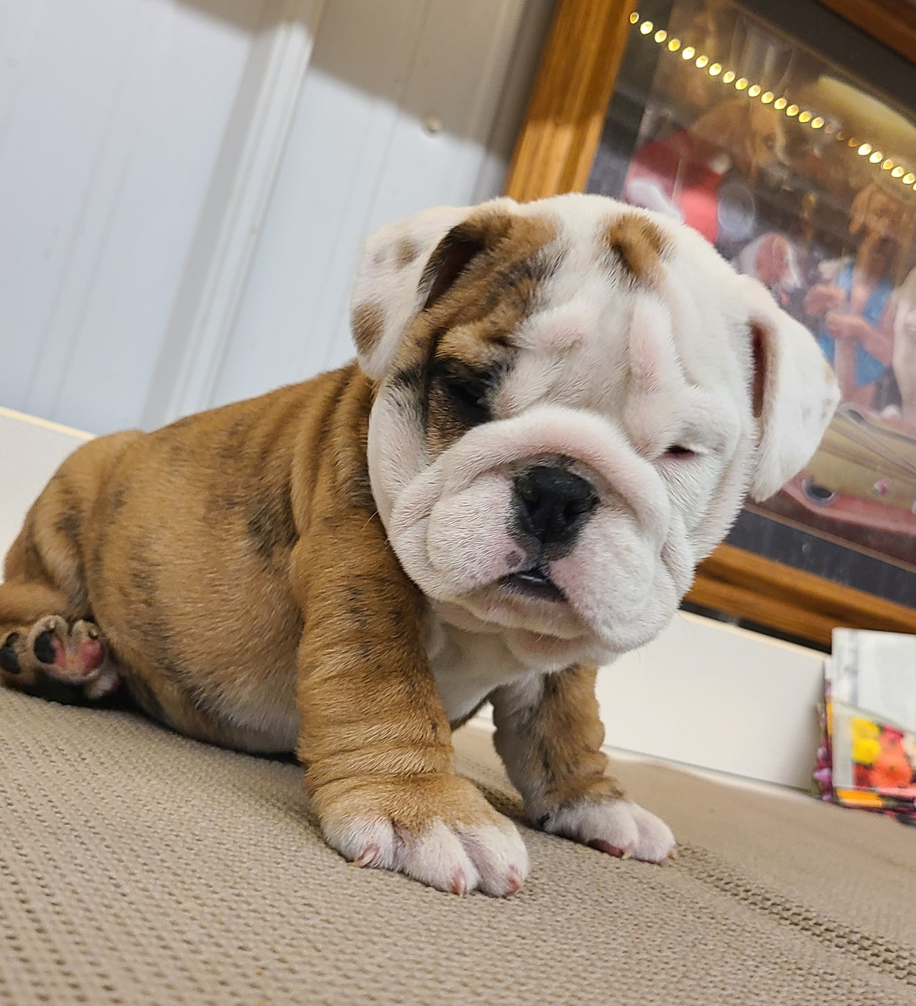 english bulldog puppies for sale