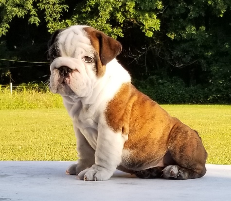 olde english bulldog puppies for sale near me