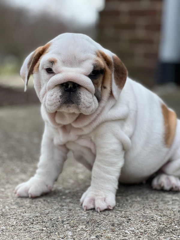 full breed bulldogs for sale