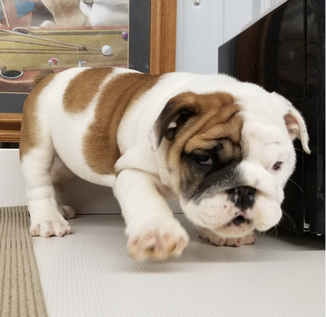 old english bulldog puppies for sale near me craigslist