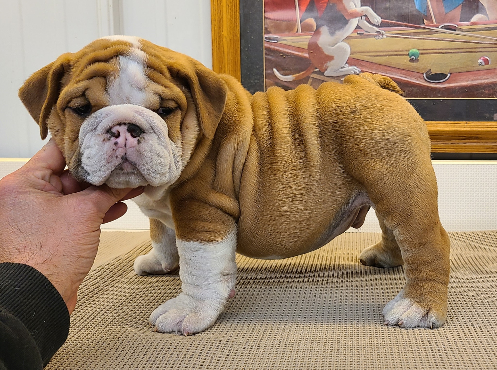 olde english bulldogge for sale in ohio