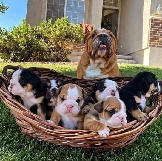 english bulldog puppies for sale