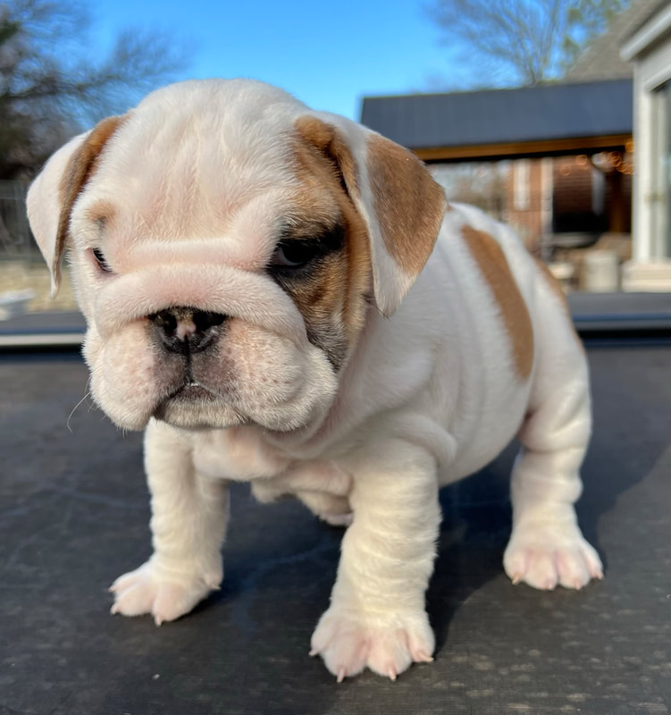 english bulldog tx full breed bulldogs for sale